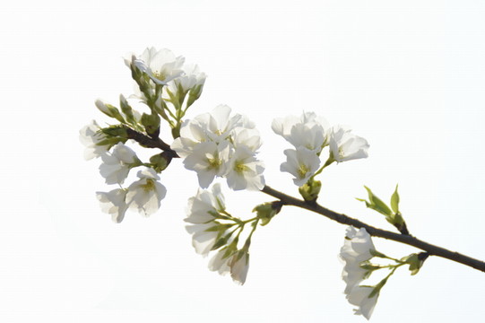 櫻花圖片