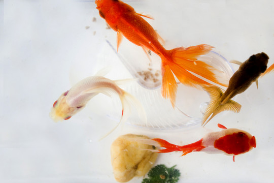 金魚