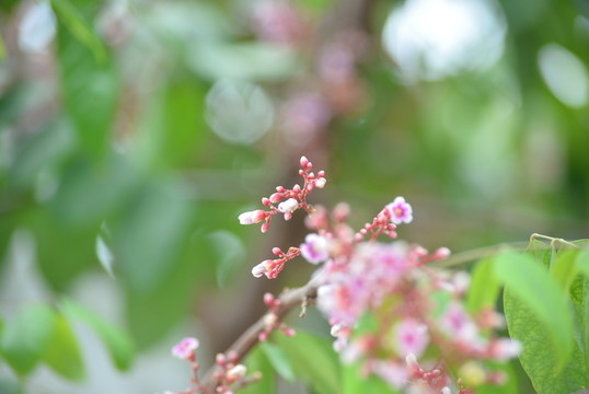 楊桃花