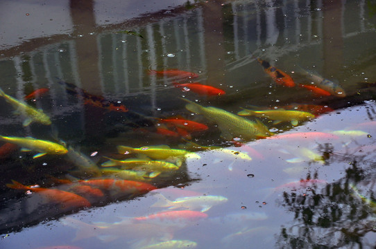 金魚