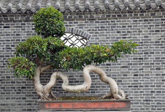 榕樹