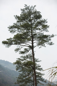 松樹素材