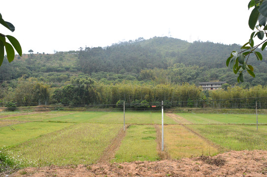 農(nóng)村風(fēng)光