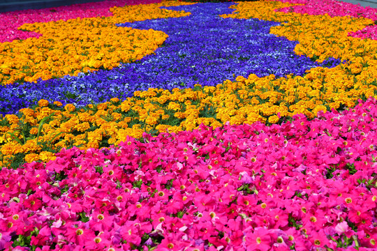 花海