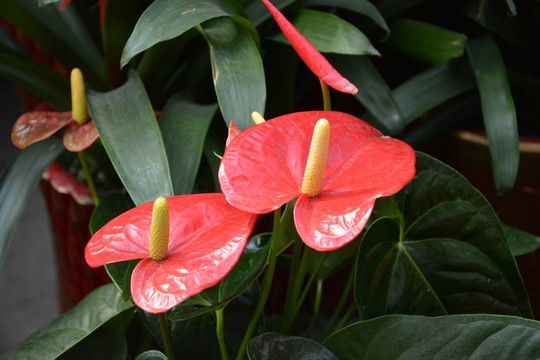 紅掌