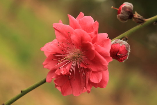 桃花園
