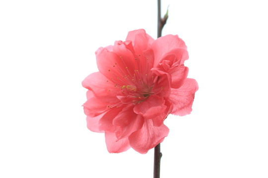 桃花一朵