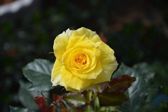金黃色月季花