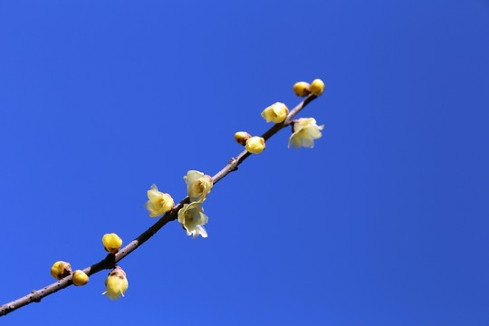 梅花