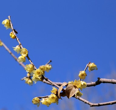 臘梅花