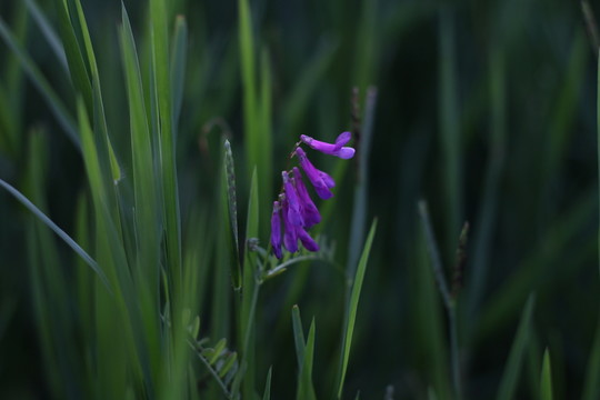 野苕花