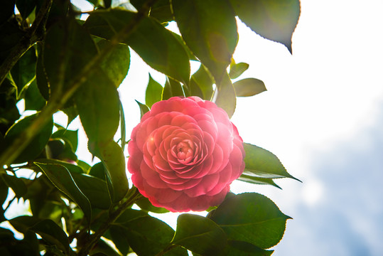 茶花