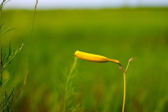 草原黃花