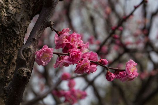 梅花