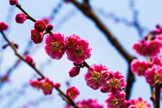 梅花