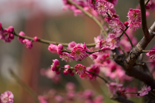 梅花