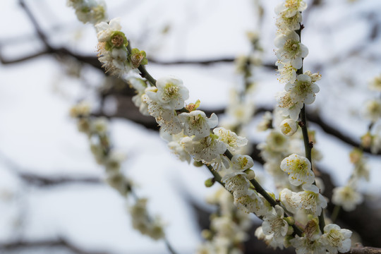 梅花