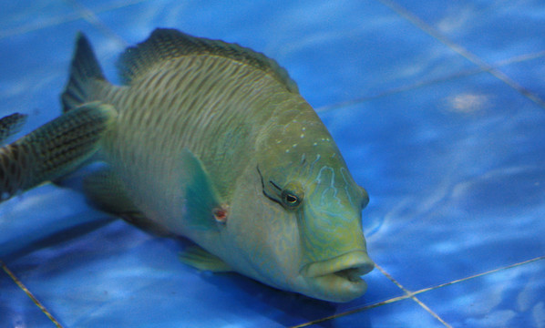 青衣魚