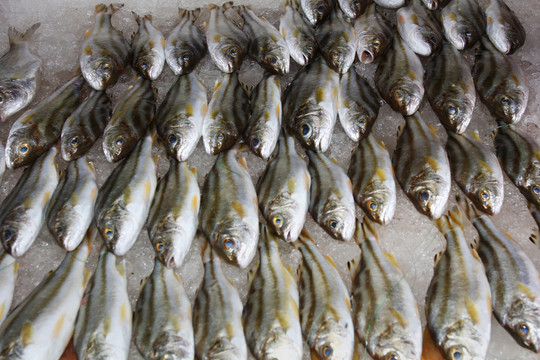 卜米魚