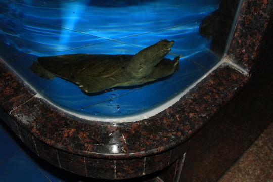 鱉
