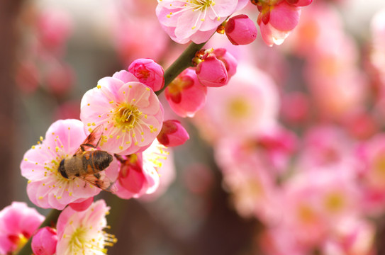 梅花和蜜蜂