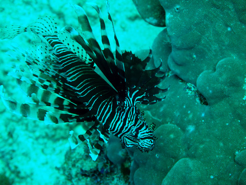 獅子魚(yú)
