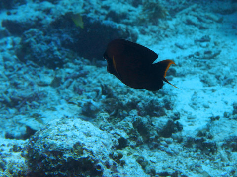 熱帶魚