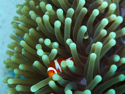 小丑魚