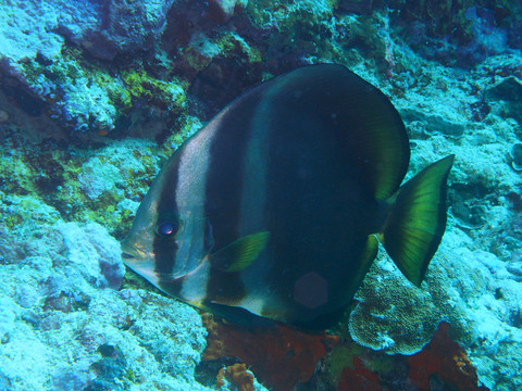 熱帶魚(yú)