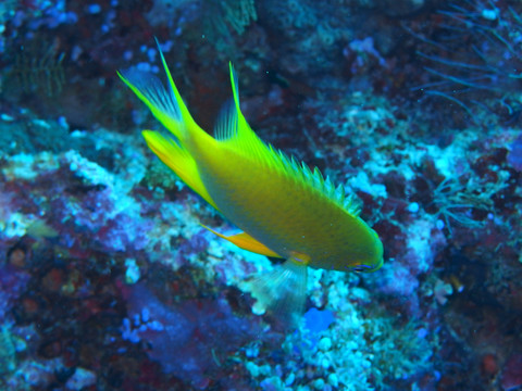 熱帶魚