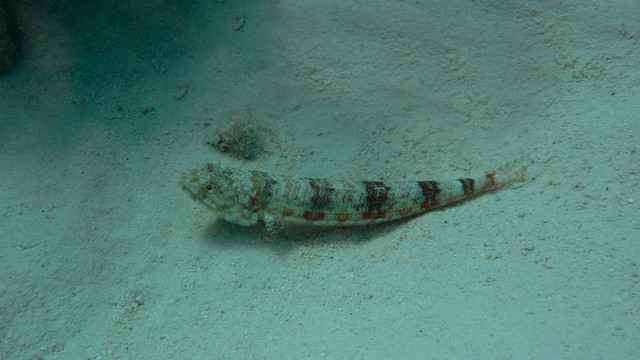 熱帶魚