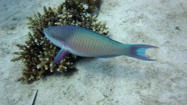 熱帶魚