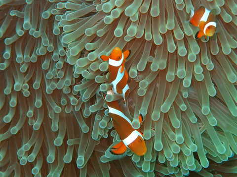 小丑魚