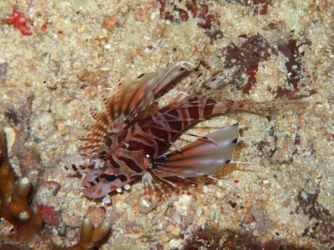 獅子魚