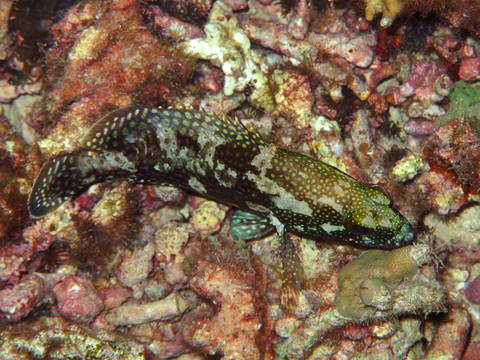 深海的魚