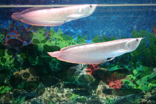銀龍魚