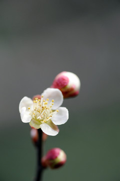 梅花