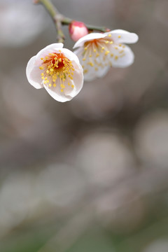 梅花