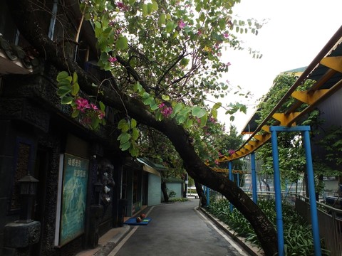 老樹斜小巷