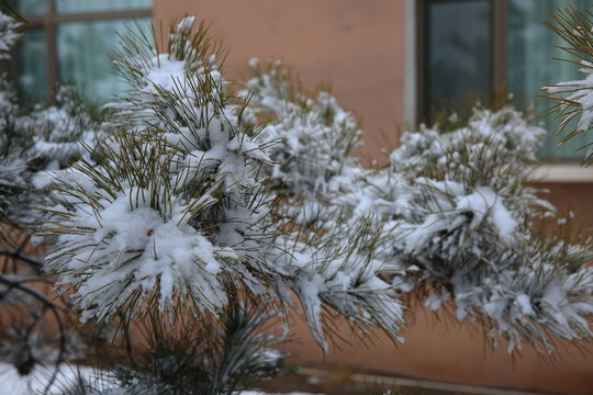 松雪