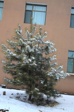 松雪
