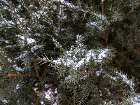 松樹 雪景