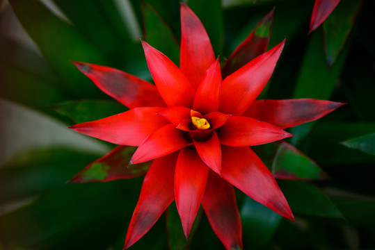 鳳梨花紅星