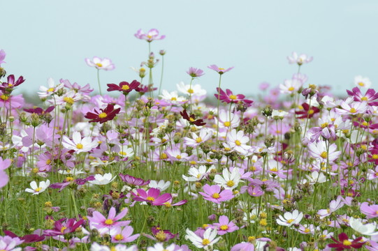 波斯菊