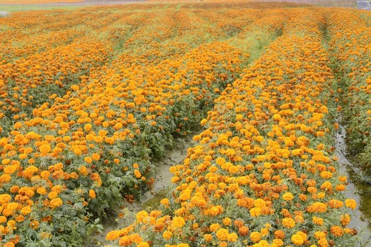 海南三亞花海圖片