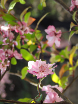 櫻花
