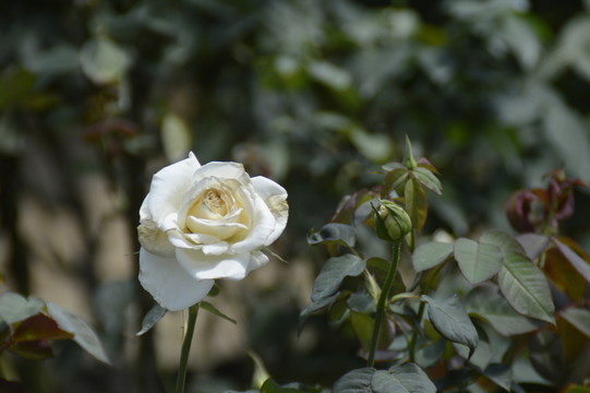 玫瑰花