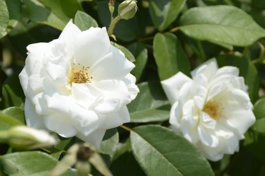 玫瑰花