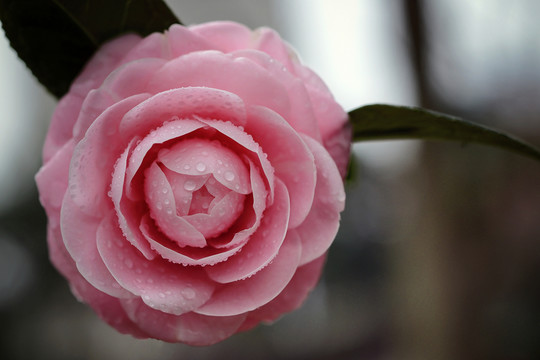 高清茶花
