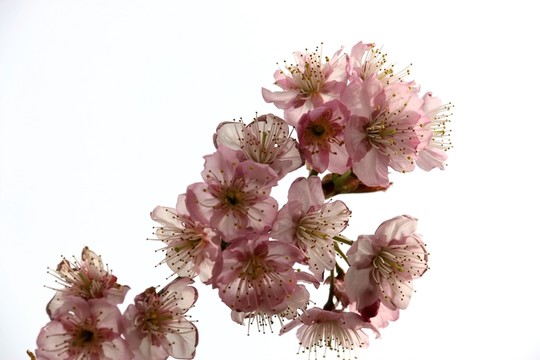 櫻花